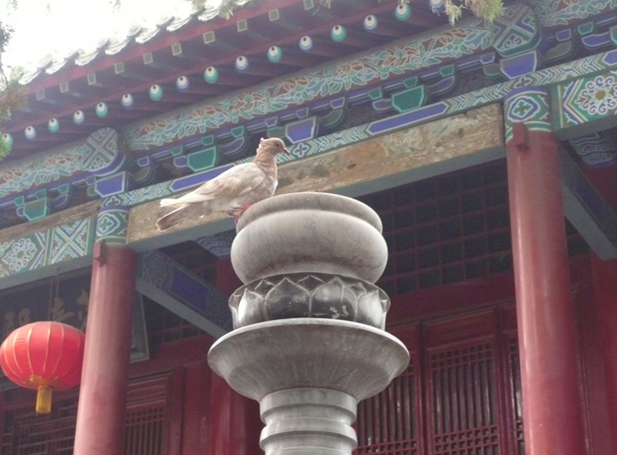 Taube im Shaolin Tempel
